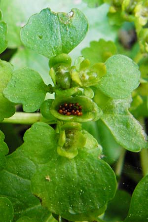 Chrysosplenium alternifolium \ Wechselbl�ttriges Milzkraut, Gold-Milzkraut / Alternate-Leaved Golden-Saxifrage, D Schriesheim-Altenbach 7.5.2015