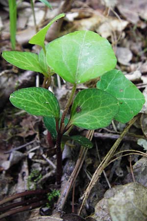 Hedera helix \ Efeu / Ivy, D Babenhausen 17.6.2015