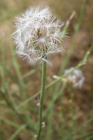 Chondrilla juncea \ Binsen-Knorpellattich, Gro�er Knorpellattich / Rush Skeletonweed, D Mannheim 23.7.2015