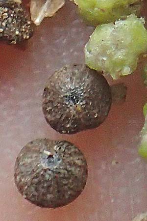 Chenopodium hybridum \ Bastard-G�nsefu�, Stechapfelbl�ttriger G�nsefu� / Maple-Leaved Goosefoot, D Mannheim 13.10.2015