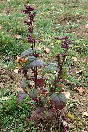 Chenopodium hybridum \ Bastard-G�nsefu�, Stechapfelbl�ttriger G�nsefu� / Maple-Leaved Goosefoot, D Mannheim 7.11.2015