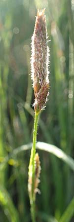 Carex hirta \ Behaarte Segge / Hairy Sedge, D Karlsruhe 7.5.2016