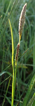 Carex hirta \ Behaarte Segge / Hairy Sedge, D Karlsruhe 7.5.2016