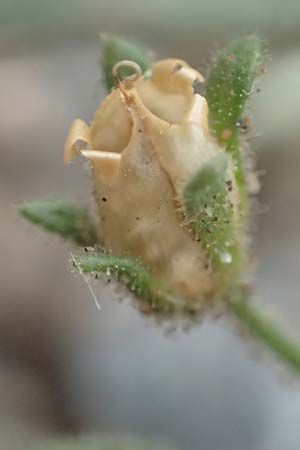 Chaenorhinum minus \ Kleiner Orant / Small Toadflax, D Laudenbach am Main 17.9.2016