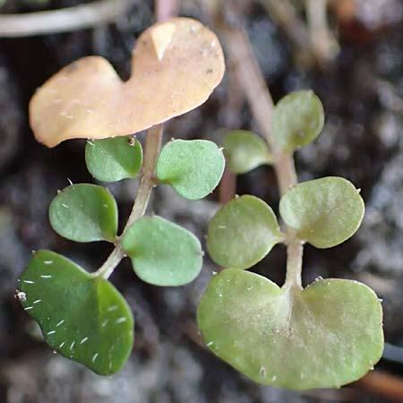 Cardamine hirsuta \ Vielst�ngeliges Schaumkraut, Behaartes Schaumkraut / Hairy Bitter-Cress, D Mannheim 6.3.2017