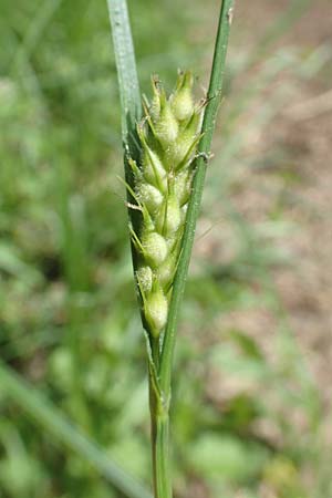 Carex hirta \ Behaarte Segge / Hairy Sedge, D Erlenbach am Main 20.5.2017