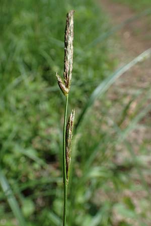 Carex hirta \ Behaarte Segge / Hairy Sedge, D Erlenbach am Main 20.5.2017