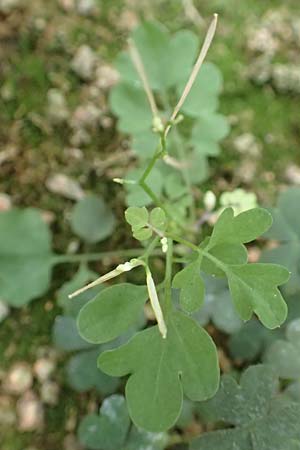 Cardamine hirsuta \ Vielst�ngeliges Schaumkraut, Behaartes Schaumkraut / Hairy Bitter-Cress, D Odenwald, Birkenau 13.8.2017
