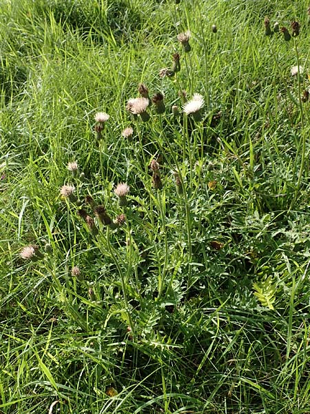 Cirsium x rigens \ Kurzst�ngelige Hybrid-Kratzdistel / Short-Stem Thistle Hybrid, D Buchen 19.8.2017