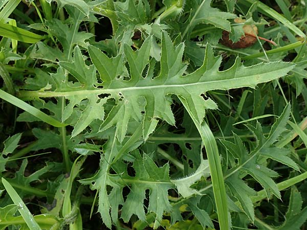 Cirsium x rigens \ Kurzst�ngelige Hybrid-Kratzdistel / Short-Stem Thistle Hybrid, D Buchen 19.8.2017