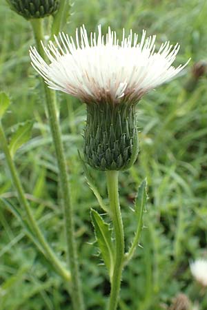 Cirsium x rigens \ Kurzst�ngelige Hybrid-Kratzdistel / Short-Stem Thistle Hybrid, D Buchen 19.8.2017