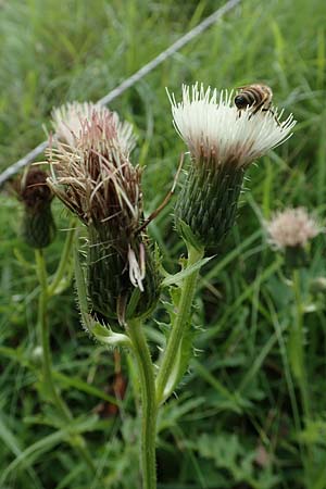Cirsium x rigens \ Kurzst�ngelige Hybrid-Kratzdistel / Short-Stem Thistle Hybrid, D Buchen 19.8.2017