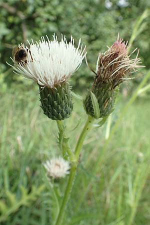 Cirsium x rigens \ Kurzst�ngelige Hybrid-Kratzdistel / Short-Stem Thistle Hybrid, D Buchen 19.8.2017