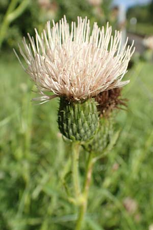 Cirsium x rigens \ Kurzst�ngelige Hybrid-Kratzdistel / Short-Stem Thistle Hybrid, D Buchen 19.8.2017