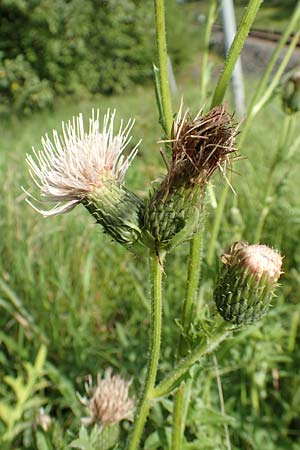 Cirsium x rigens \ Kurzst�ngelige Hybrid-Kratzdistel / Short-Stem Thistle Hybrid, D Buchen 19.8.2017