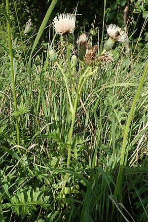 Cirsium x rigens \ Kurzst�ngelige Hybrid-Kratzdistel / Short-Stem Thistle Hybrid, D Buchen 19.8.2017