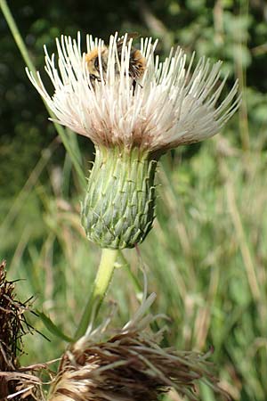 Cirsium x rigens \ Kurzst�ngelige Hybrid-Kratzdistel / Short-Stem Thistle Hybrid, D Buchen 19.8.2017
