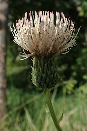 Cirsium x rigens \ Kurzst�ngelige Hybrid-Kratzdistel / Short-Stem Thistle Hybrid, D Buchen 19.8.2017