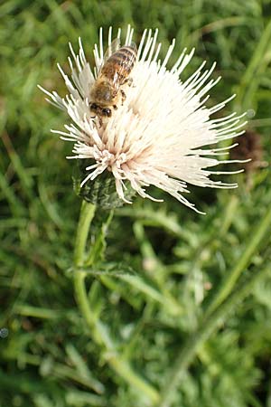 Cirsium x rigens \ Kurzst�ngelige Hybrid-Kratzdistel / Short-Stem Thistle Hybrid, D Buchen 19.8.2017
