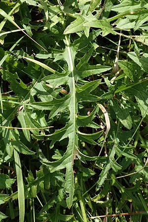 Cirsium x rigens \ Kurzst�ngelige Hybrid-Kratzdistel / Short-Stem Thistle Hybrid, D Buchen 19.8.2017