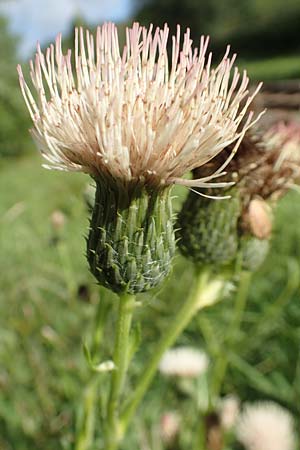 Cirsium x rigens, Kurzst&auml;ngelige Hybrid-Kratzdistel