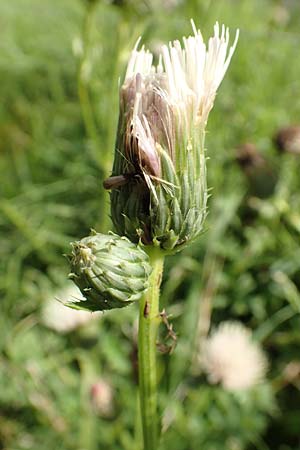 Cirsium x rigens \ Kurzst�ngelige Hybrid-Kratzdistel / Short-Stem Thistle Hybrid, D Buchen 19.8.2017