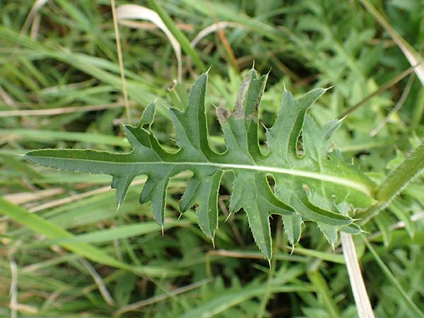 Cirsium x rigens \ Kurzst�ngelige Hybrid-Kratzdistel / Short-Stem Thistle Hybrid, D Buchen 19.8.2017