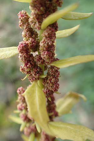 Chenopodium rubrum \ Roter G�nsefu� / Red Goosefoot, D Wei&szlig;enthurm-Kaltenengers 27.9.2017