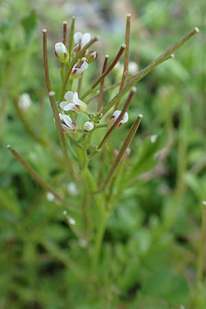 Cardamine occulta \ Japanisches Reisfeld-Schaumkraut / Japanese Rice-Field Bitter-Cress, D Insel/island Reichenau, Oberzell 25.4.2018