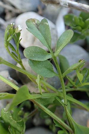 Cardamine occulta \ Japanisches Reisfeld-Schaumkraut / Japanese Rice-Field Bitter-Cress, D Insel/island Reichenau, Oberzell 25.4.2018