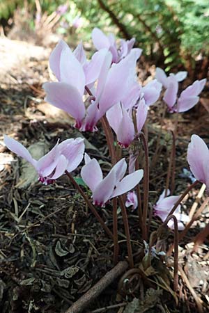 Cyclamen hederifolium \ Efeubl�ttriges Alpenveilchen, Herbst-Alpenveilchen / Ivy-Leaved Cyclamen, Sowbread, D Weinheim an der Bergstra&szlig;e, Botan. Gar.  Hermannshof 20.8.2018
