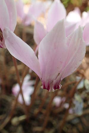 Cyclamen hederifolium \ Efeubl�ttriges Alpenveilchen, Herbst-Alpenveilchen / Ivy-Leaved Cyclamen, Sowbread, D Weinheim an der Bergstra&szlig;e, Botan. Gar.  Hermannshof 20.8.2018