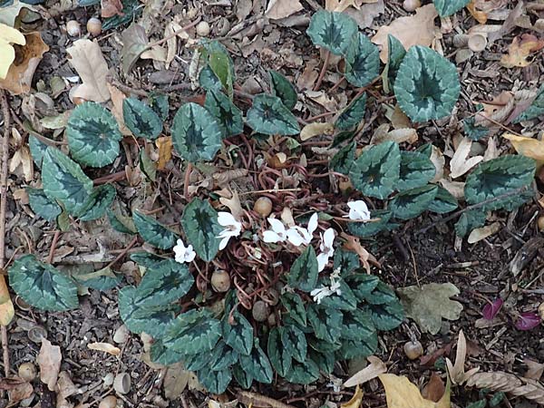 Cyclamen hederifolium \ Efeubl�ttriges Alpenveilchen, Herbst-Alpenveilchen / Ivy-Leaved Cyclamen, Sowbread, D Bochum 23.10.2018
