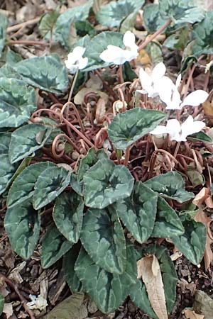 Cyclamen hederifolium \ Efeubl�ttriges Alpenveilchen, Herbst-Alpenveilchen / Ivy-Leaved Cyclamen, Sowbread, D Bochum 23.10.2018
