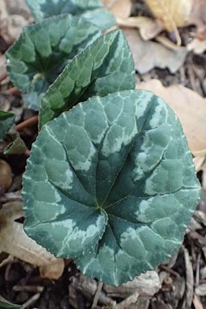 Cyclamen hederifolium \ Efeubl�ttriges Alpenveilchen, Herbst-Alpenveilchen / Ivy-Leaved Cyclamen, Sowbread, D Bochum 23.10.2018