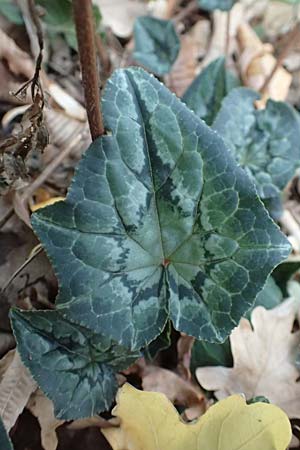 Cyclamen hederifolium \ Efeubl�ttriges Alpenveilchen, Herbst-Alpenveilchen / Ivy-Leaved Cyclamen, Sowbread, D Bochum 23.10.2018