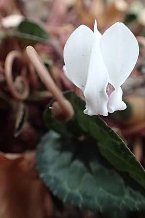 Cyclamen hederifolium \ Efeubl�ttriges Alpenveilchen, Herbst-Alpenveilchen / Ivy-Leaved Cyclamen, Sowbread, D Bochum 23.10.2018