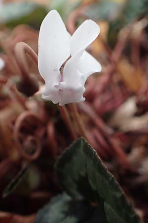 Cyclamen hederifolium \ Efeubl�ttriges Alpenveilchen, Herbst-Alpenveilchen / Ivy-Leaved Cyclamen, Sowbread, D Bochum 23.10.2018