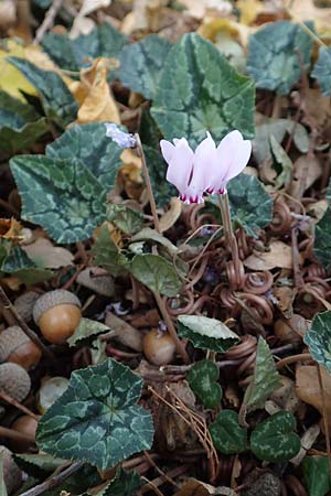 Cyclamen hederifolium \ Efeubl�ttriges Alpenveilchen, Herbst-Alpenveilchen / Ivy-Leaved Cyclamen, Sowbread, D Bochum 23.10.2018
