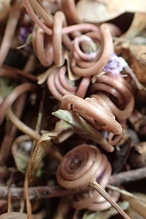 Cyclamen hederifolium \ Efeubl�ttriges Alpenveilchen, Herbst-Alpenveilchen / Ivy-Leaved Cyclamen, Sowbread, D Bochum 23.10.2018