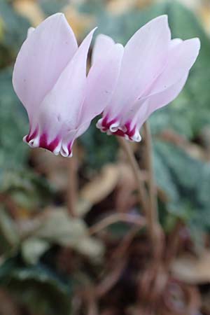 Cyclamen hederifolium, Efeubl&auml;ttriges Alpenveilchen, Herbst-Alpenveilchen