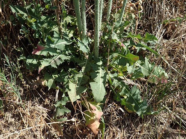 Chondrilla juncea \ Binsen-Knorpellattich, Gro�er Knorpellattich / Rush Skeletonweed, D Bruchsal 27.5.2020
