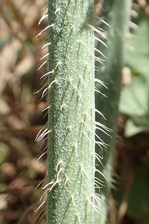 Chondrilla juncea \ Binsen-Knorpellattich, Gro�er Knorpellattich / Rush Skeletonweed, D Bruchsal 27.5.2020
