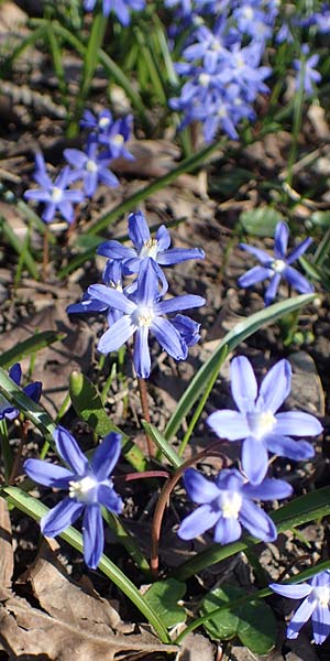 Scilla sardensis \ Sardes-Schneeglanz, Dunkle Sternhyazinthe / Sardes Glory of the Snow, D Ludwigshafen 24.3.2021