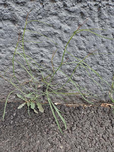 Chondrilla juncea \ Binsen-Knorpellattich, Gro�er Knorpellattich / Rush Skeletonweed, D Mannheim 15.5.2021