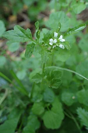 Cardamine hirsuta \ Vielst�ngeliges Schaumkraut, Behaartes Schaumkraut / Hairy Bitter-Cress, D Elmpt 6.9.2021