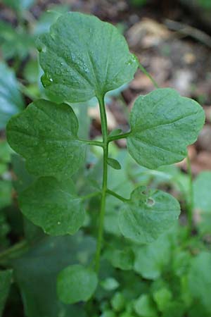 Cardamine hirsuta \ Vielst�ngeliges Schaumkraut, Behaartes Schaumkraut / Hairy Bitter-Cress, D Elmpt 6.9.2021