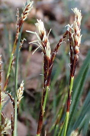 Carex humilis \ Erd-Segge, Niedrige Segge / Dwarf Sedge, D Sandhausen 21.3.2022