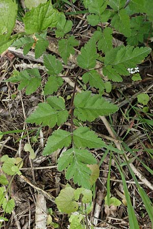 Chaerophyllum temulum \ Hecken-K�lberkropf, Taumel-K�lberkropf / Rough Chervil, D Bensheim 29.4.2022