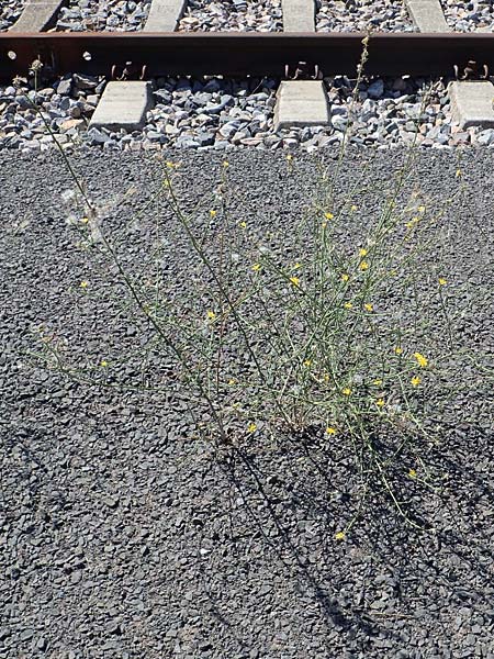 Chondrilla juncea \ Binsen-Knorpellattich, Gro�er Knorpellattich / Rush Skeletonweed, D Mannheim 13.8.2022